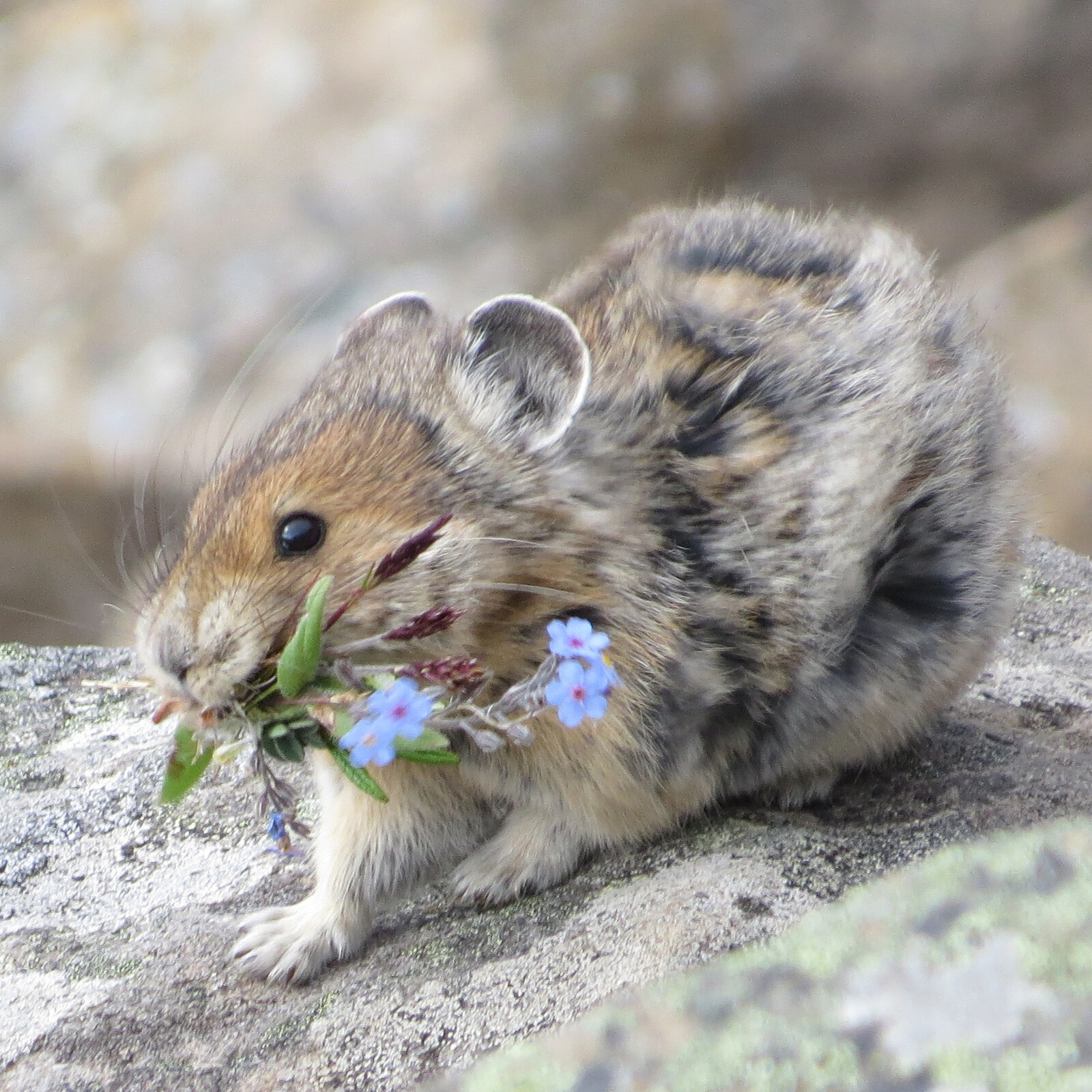 Stock photo of Pika carrying flowers and grass to build its nest