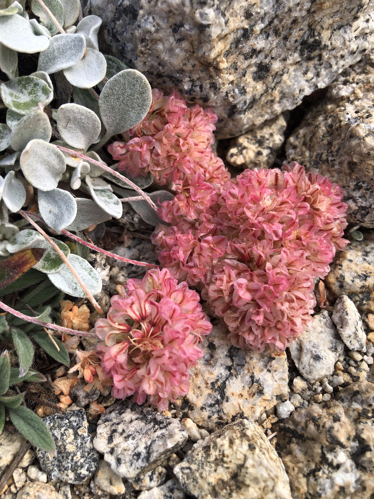 Delicate pink alpine flowers and silvery foliage on rock