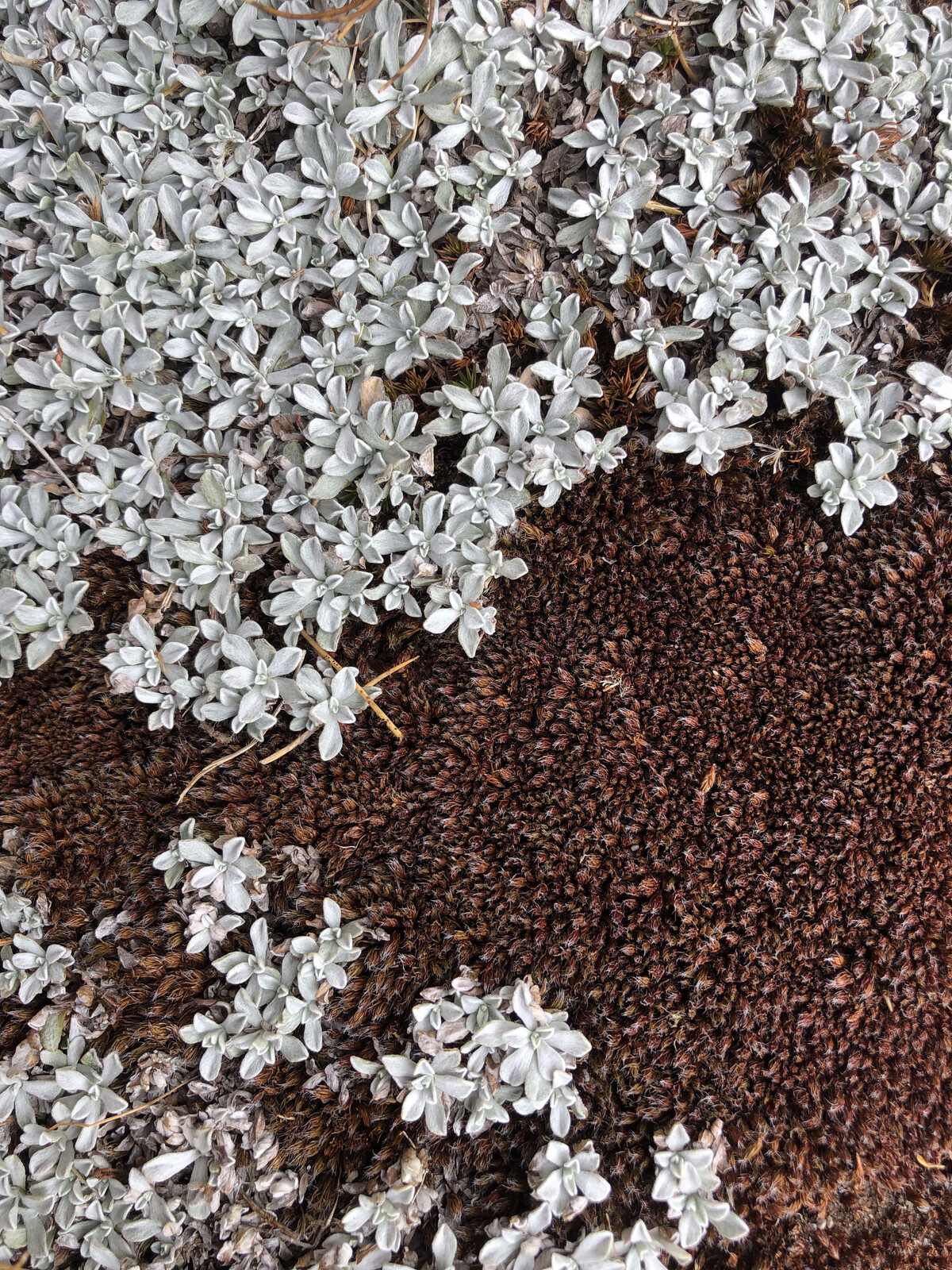 Alpine ground covered in white and reddish lichen