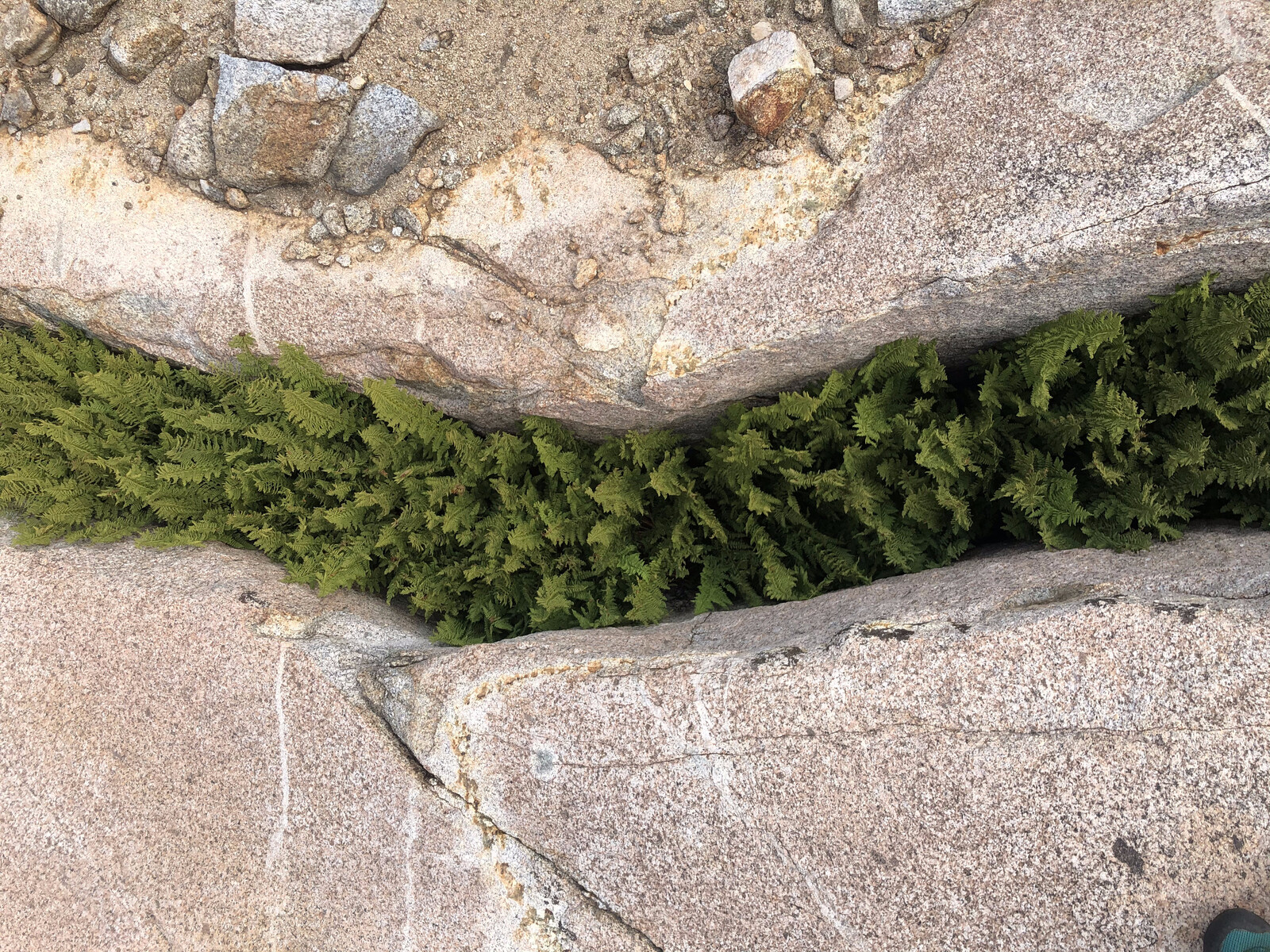 Delicate green moss cushions on alpine rock surface